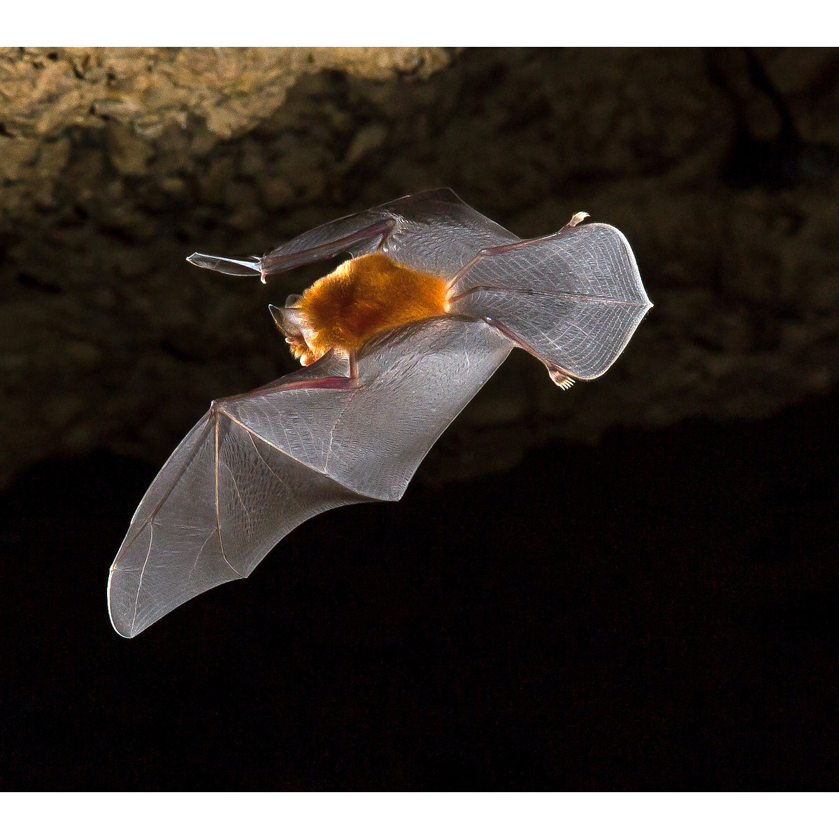 Ямайский воронкоух (Chilonatalus micropus) Фото №3