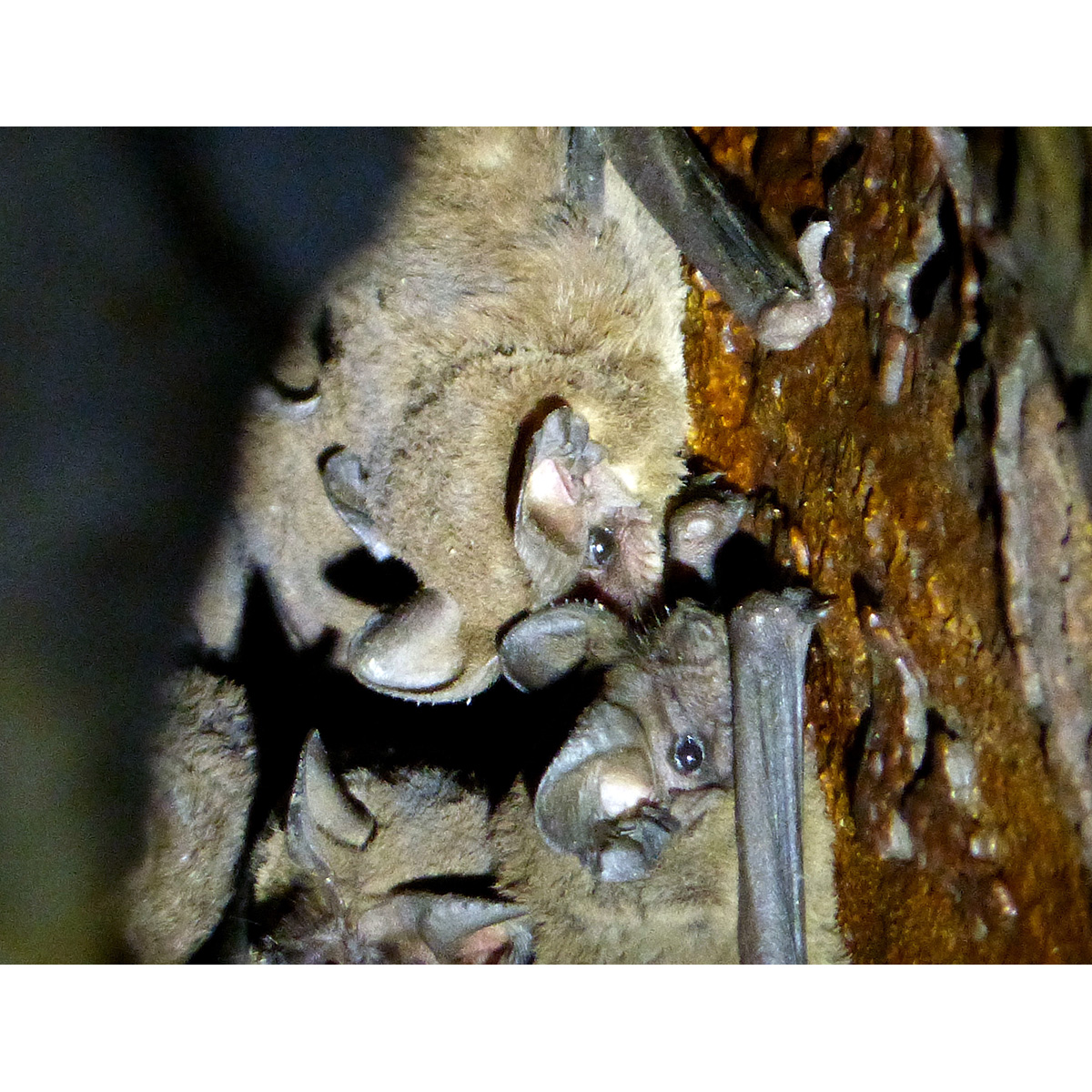 Ямайский воронкоух (Chilonatalus micropus) Фото №5