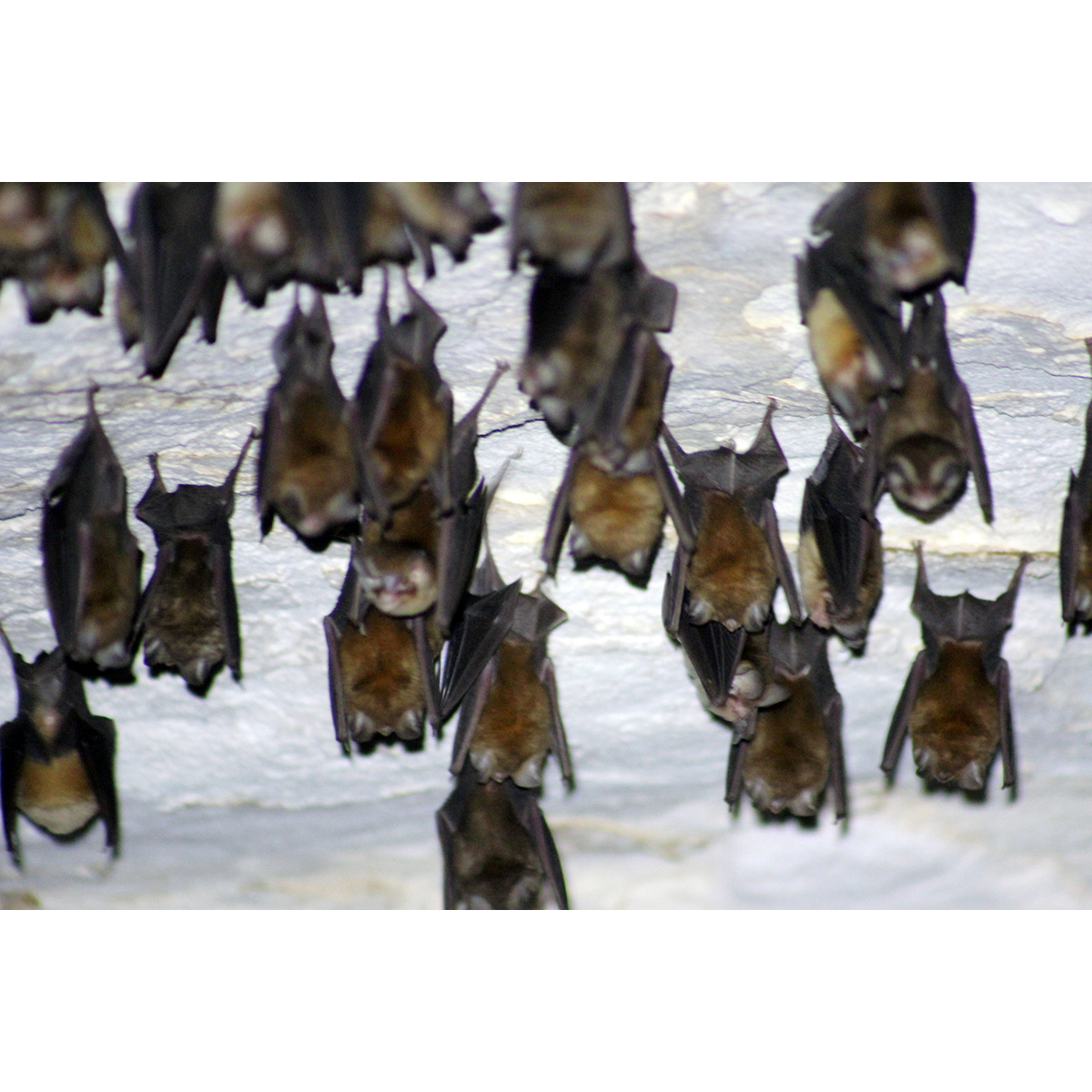 Багамский воронкоух (Chilonatalus tumidifrons) Фото №3