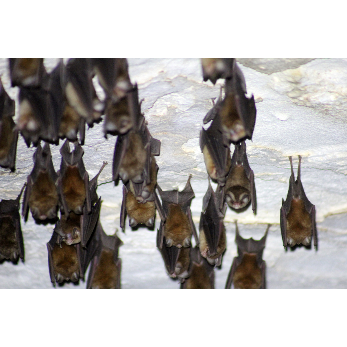 Багамский воронкоух (Chilonatalus tumidifrons) Фото №4