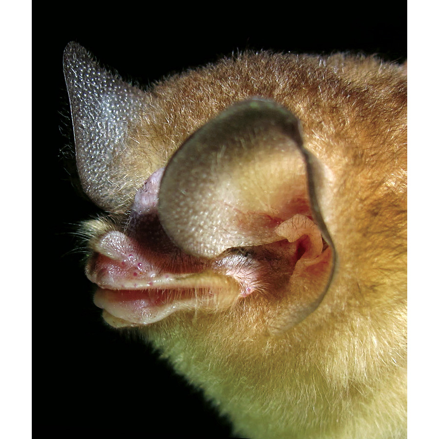 Багамский воронкоух (Chilonatalus tumidifrons) Фото №5