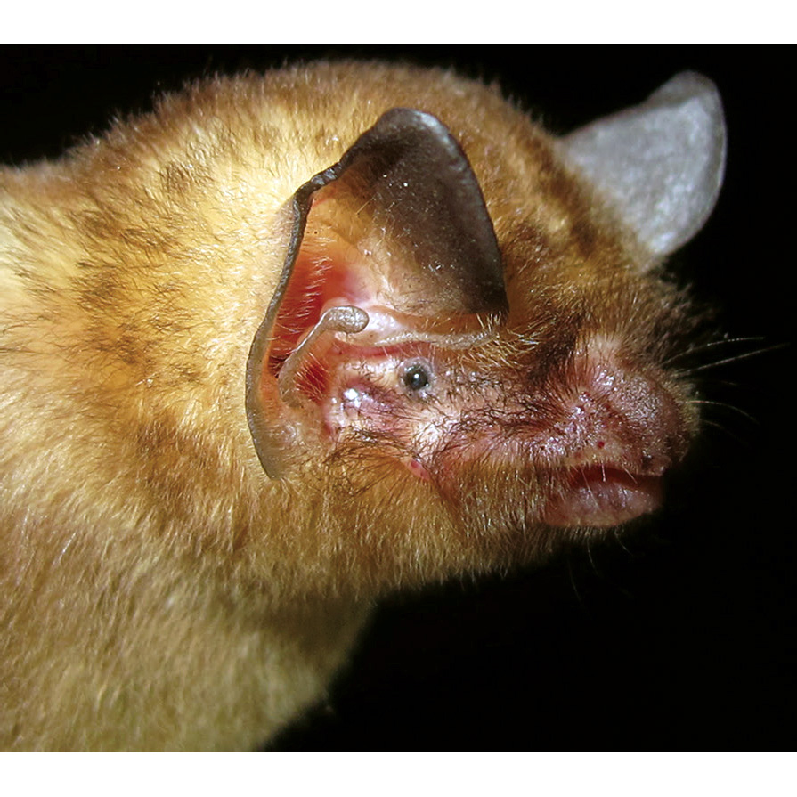 Багамский воронкоух (Chilonatalus tumidifrons) Фото №6