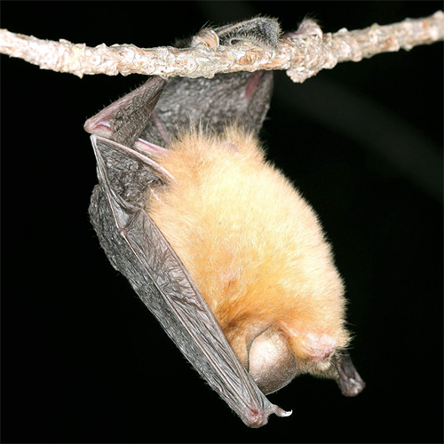 Род Chilonatalus  фото