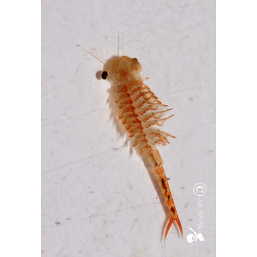 Семейство Chirocephalidae фото