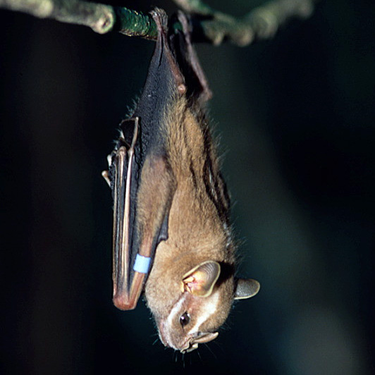 Малый большеглазый листонос (Chiroderma trinitatum) Фото №2