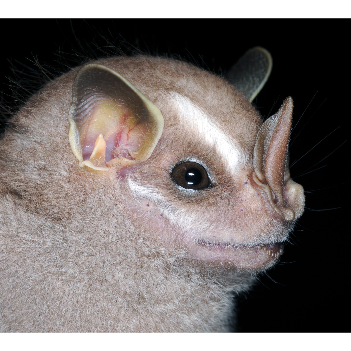 Малый большеглазый листонос (Chiroderma trinitatum) Фото №7