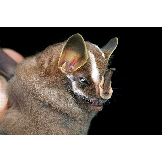 Малый большеглазый листонос (Chiroderma trinitatum) Фото №9