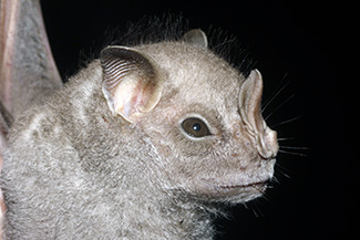 Chiroderma villosum jesupi