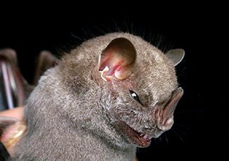 Chiroderma villosum villosum