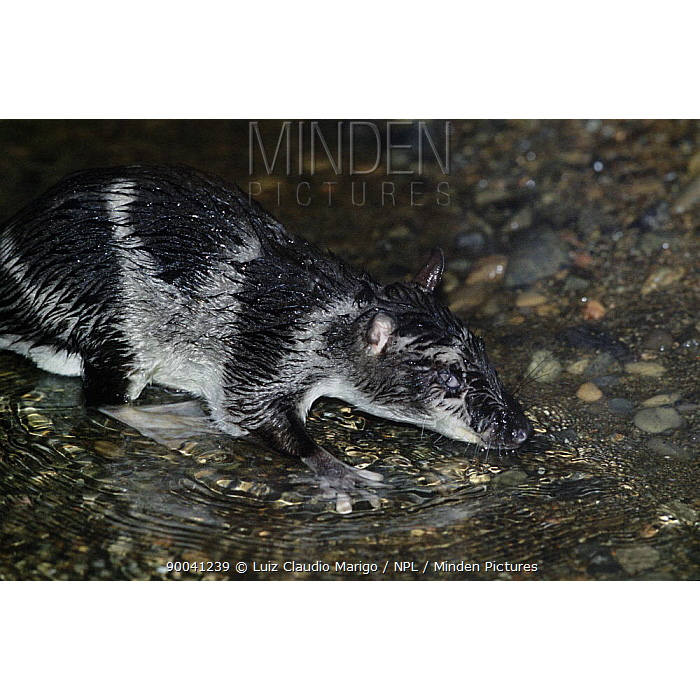 Водяной опоссум (Chironectes minimus) Фото №5