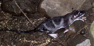 Chironectes minimus minimus