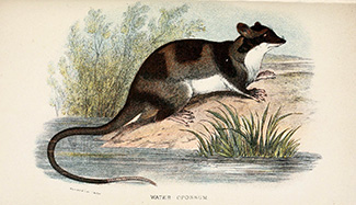 Chironectes minimus panamensis