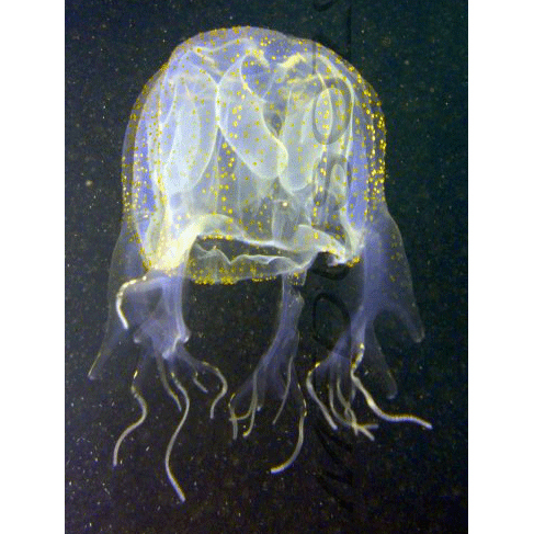 Семейство Chiropsalmidae  фото
