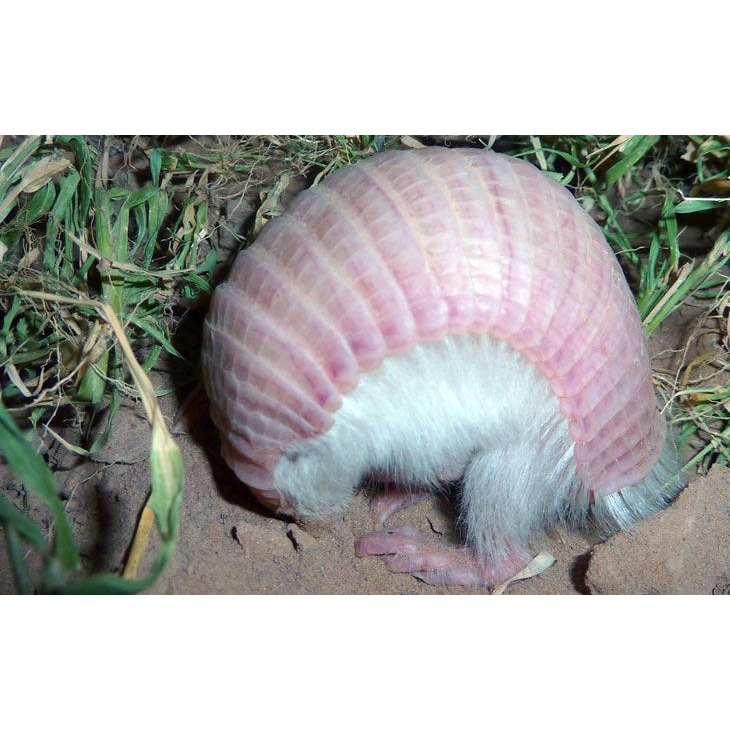 Плащеносный броненосец (Chlamyphorus truncatus) Фото №4