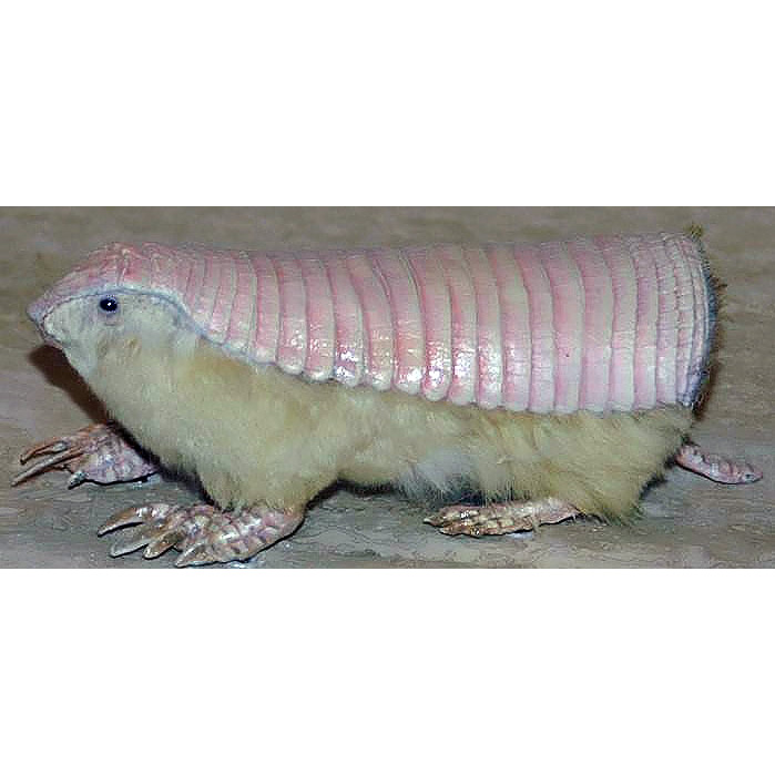 Плащеносный броненосец (Chlamyphorus truncatus) Фото №7