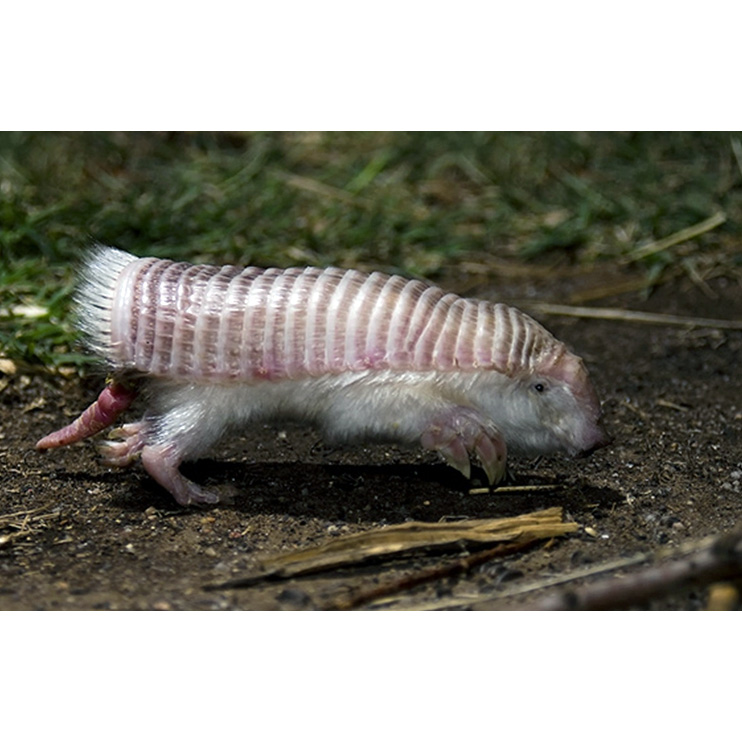 Плащеносный броненосец (Chlamyphorus truncatus) Фото №8