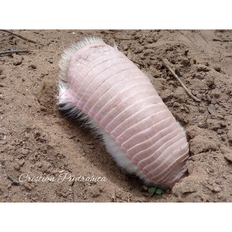 Плащеносный броненосец (Chlamyphorus truncatus) Фото №9