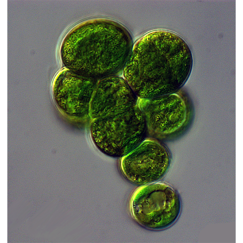 Семейство Chlorochytriaceae фото