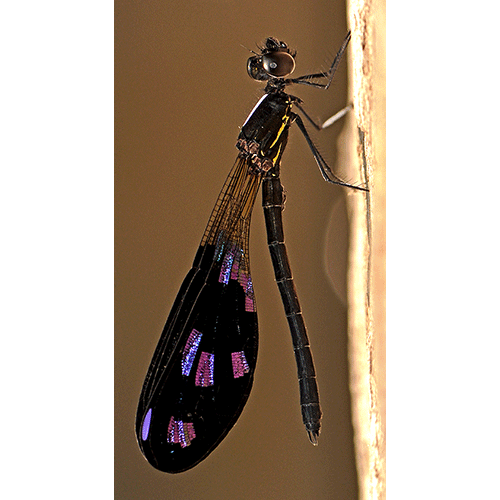 Семейство Chlorocyphidae фото