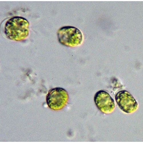 Семейство Chlorodendraceae фото