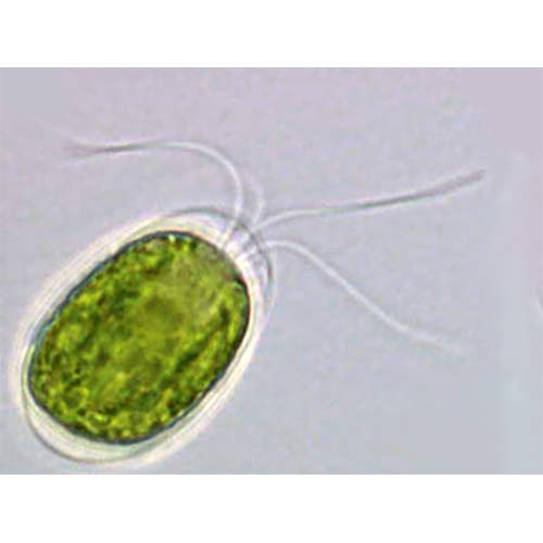 Класс Chlorodendrophyceae фото