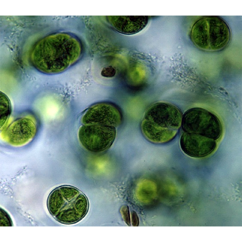 Семейство Chlorokybaceae фото