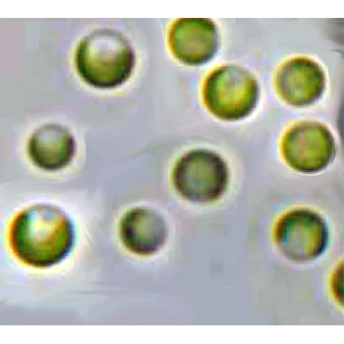 Семейство Chloropicaceae фото