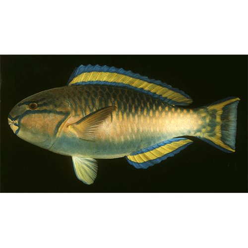 Род Chlorurus фото