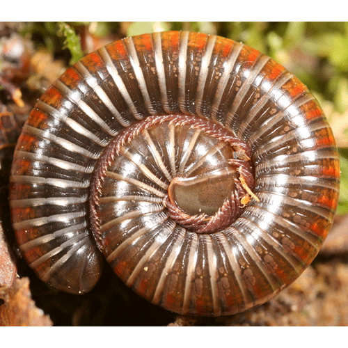 Семейство Choctellidae фото