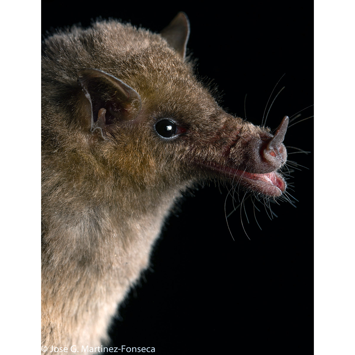 Мексиканский длиннонос (Choeronycteris mexicana) Фото №10
