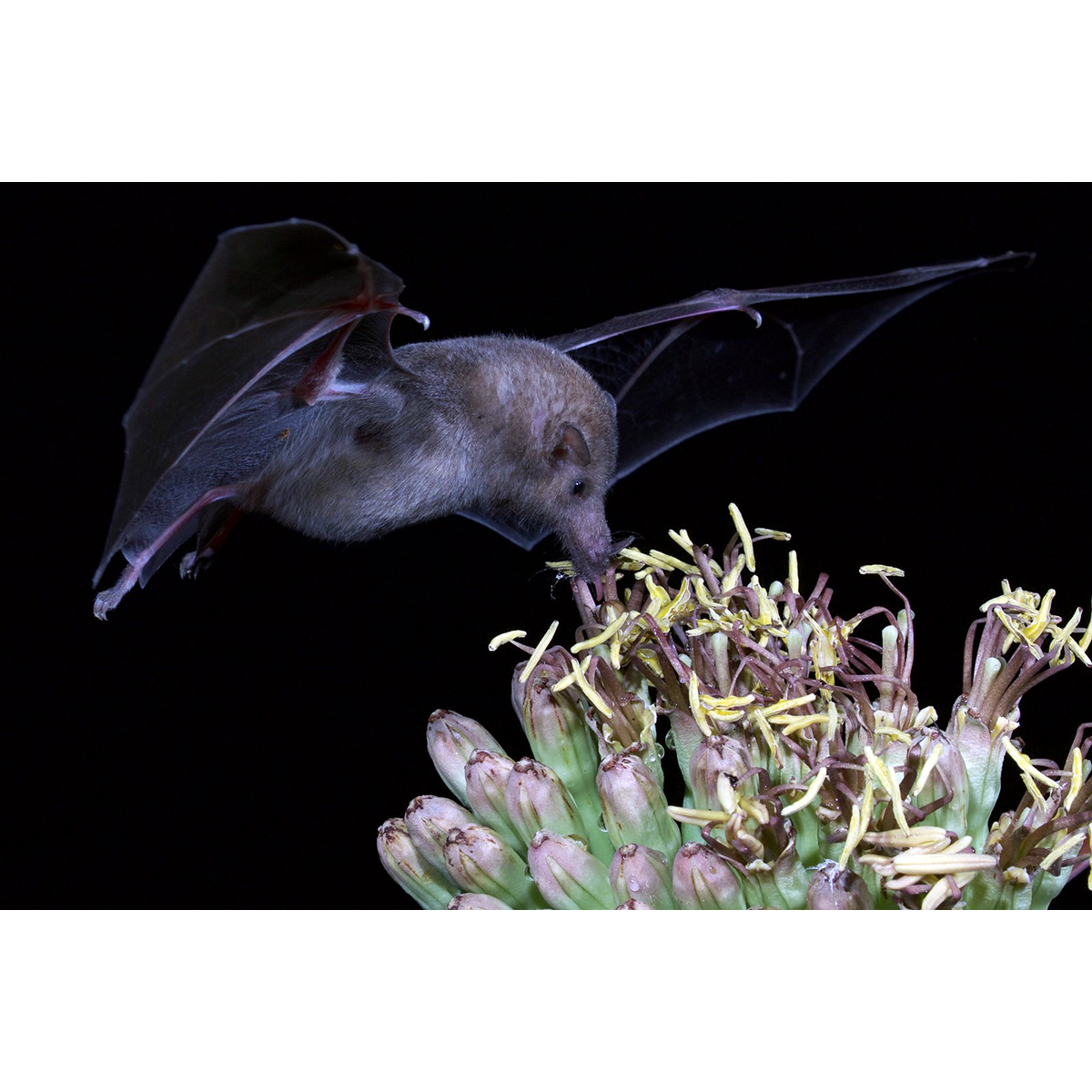 Мексиканский длиннонос (Choeronycteris mexicana) Фото №7