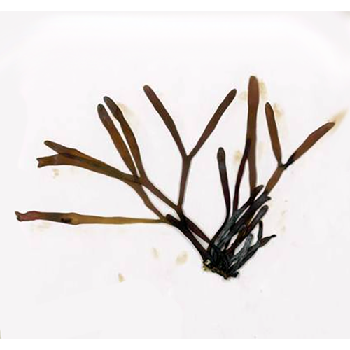 Семейство Chondriellaceae фото
