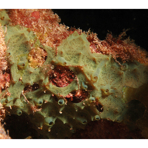 Семейство Chondropsidae  фото