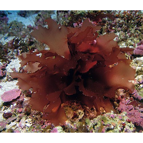 Семейство Chondrymeniaceae фото