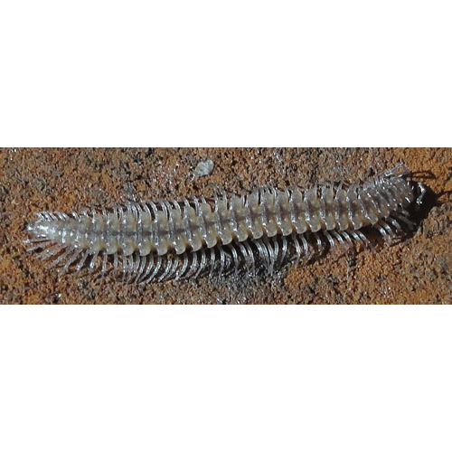 Отряд Chordeumatida фото