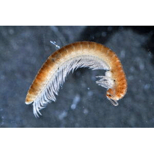 Семейство Chordeumatidae фото