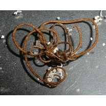 Семейство Chordodidae  фото