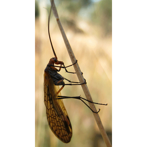 Семейство Choristidae фото