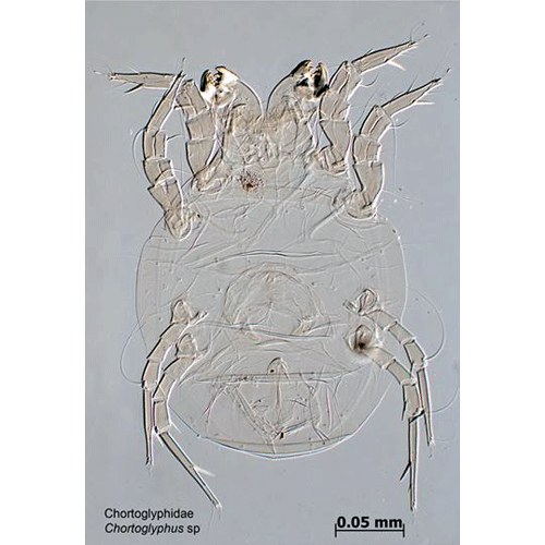 Семейство Chortoglyphidae фото