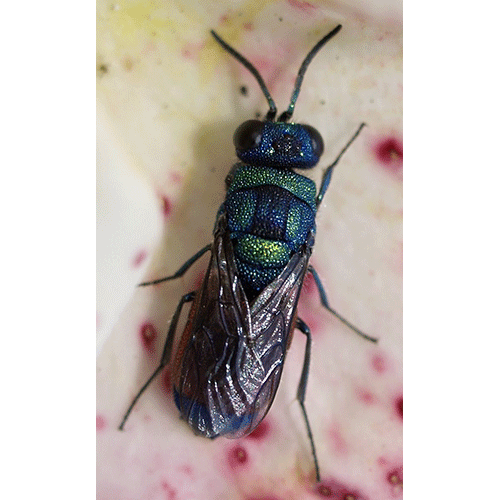 Семейство Chrysidoidea фото