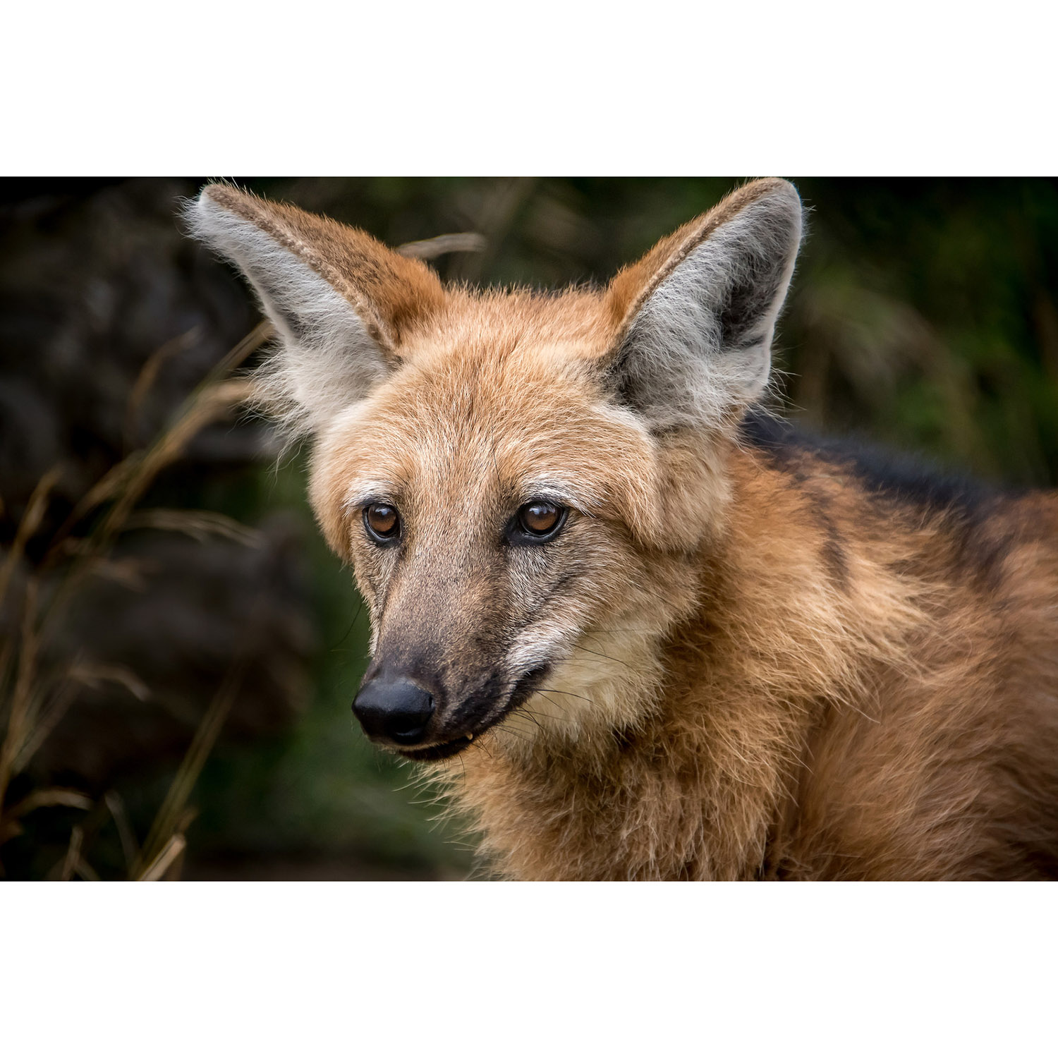 Chrysocyon brachyurus Фото №10