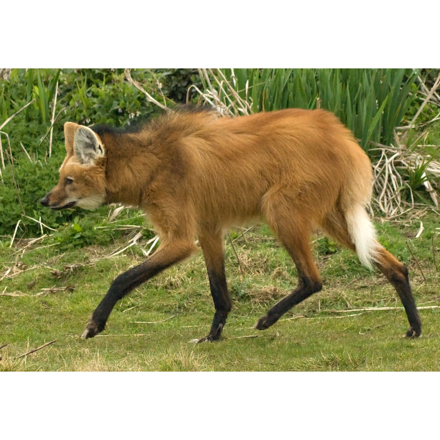 Chrysocyon brachyurus Фото №5