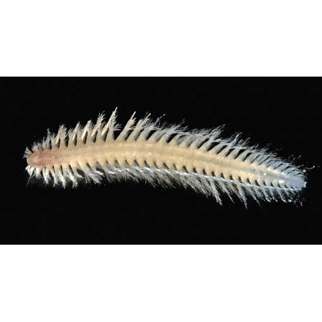 Семейство Chrysopetalidae фото