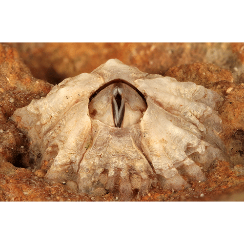 Семейство Chthamaloidea фото