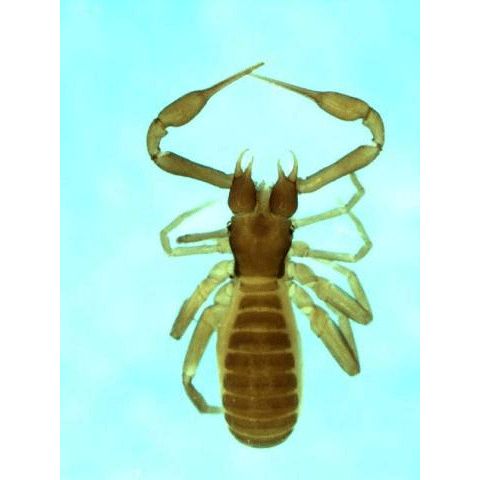 Семейство Chthonioidea фото