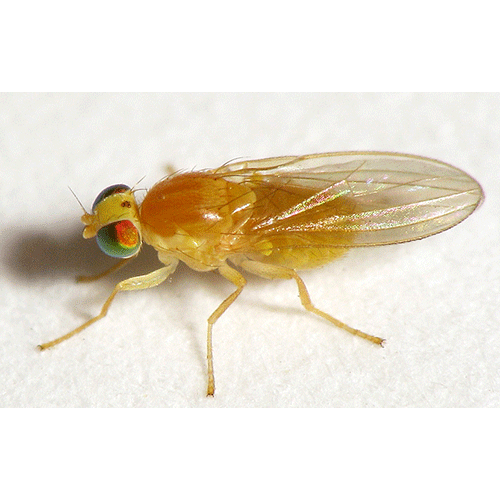 Семейство Chyromyidae фото