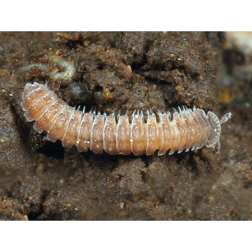 Семейство Chytodesmidae фото