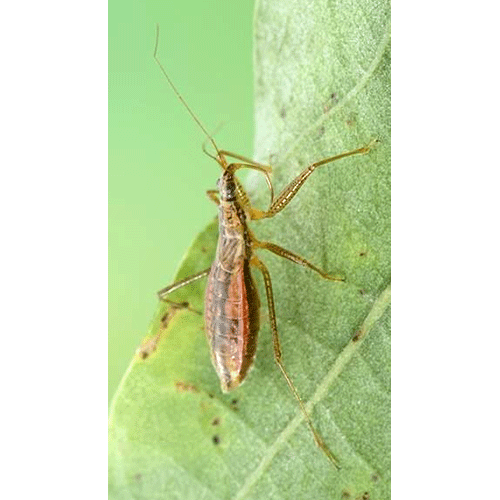 Семейство Cimicoidea фото