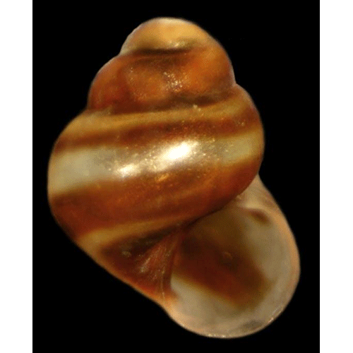 Семейство Cingulopsoidea  фото