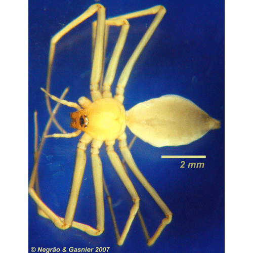 Семейство Cithaeronidae фото